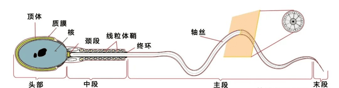 优质精子是“养”出来的，别说你不知道！