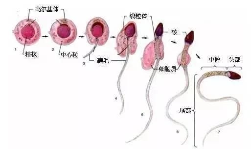 为精子"加油"的助孕好"帮手"，你get到了吗?