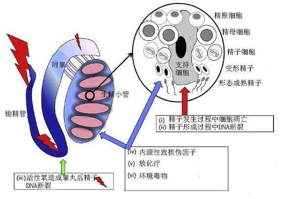 为精子"加油"的助孕好"帮手"，你get到了吗?