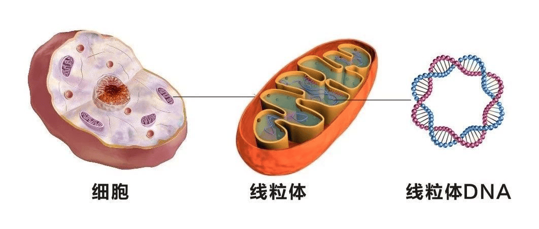 试管助孕的"好帮手"——辅酶Q10！