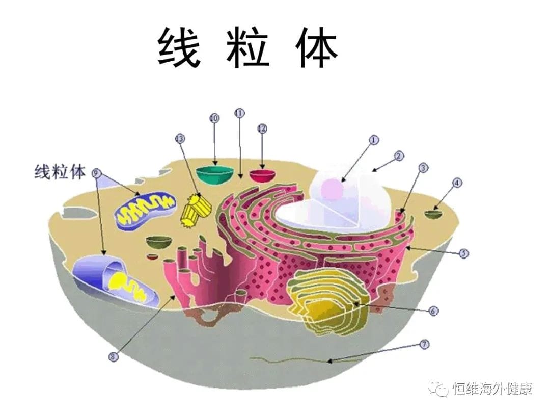 还在为试管养卵发愁？跟着恒小维一起做调理吧！