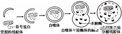 还在为试管养卵发愁？跟着恒小维一起做调理吧！