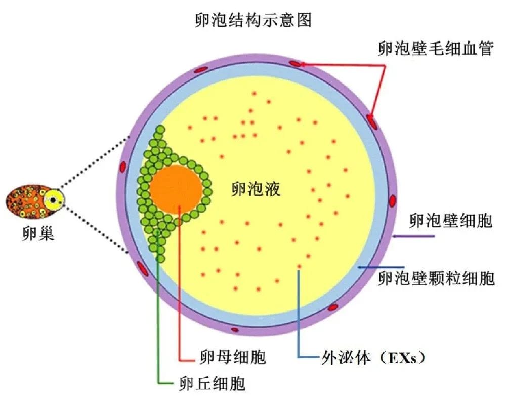 卵子质量差?别慌！教你几招！