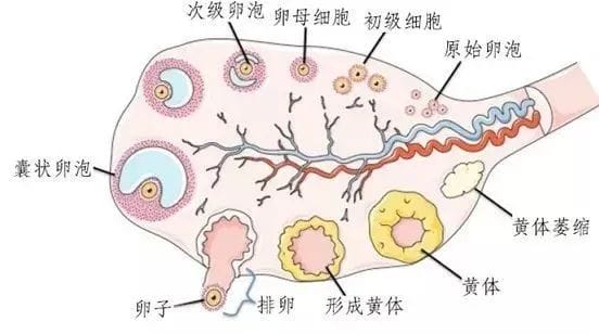 卵子质量差?别慌！教你几招！