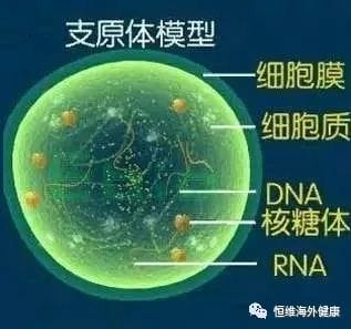 支原体阳性=支原体感染?难道试管之路又被堵了?