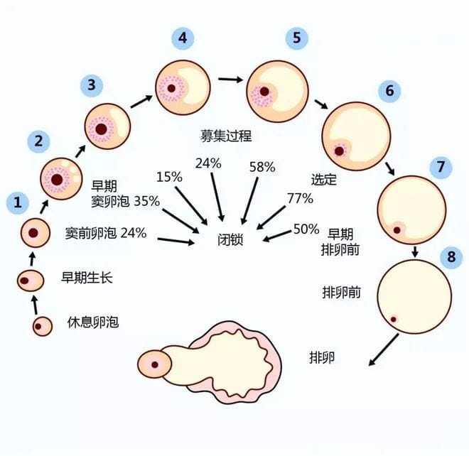 试管小知识 | 卵巢功能下降的“救星”——DHEA！