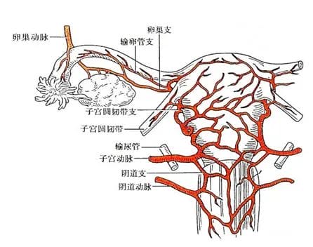 试管小知识 | 卵巢功能下降的“救星”——DHEA！