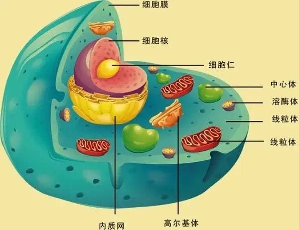 试管小知识 | 卵巢功能下降的“救星”——DHEA！