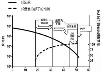 卵子也在“内卷”！如何养出“漂亮”的卵子?