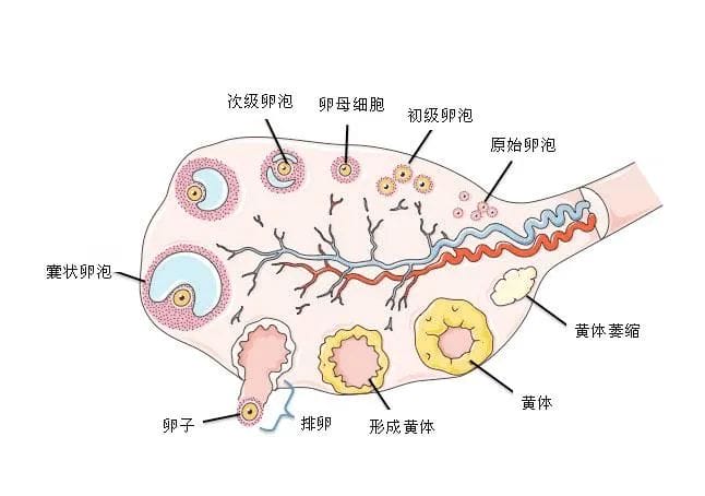 卵子也在“内卷”！如何养出“漂亮”的卵子?