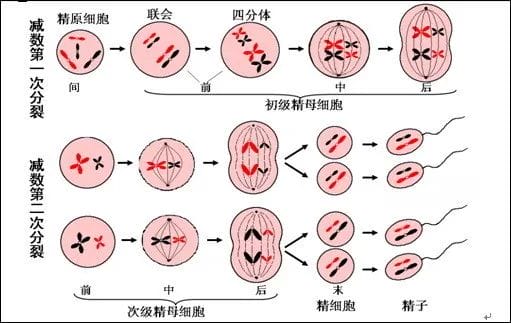 卵子也在“内卷”！如何养出“漂亮”的卵子?