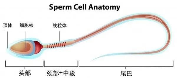 「颜值」鉴赏大会，一起看看「顶流」级别的精子长啥样！