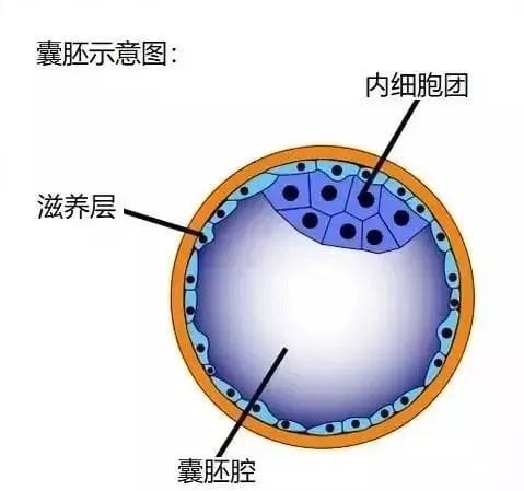 论“以貌取人”这方面还得看我们的胚胎！