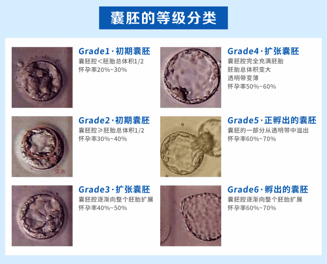 论“以貌取人”这方面还得看我们的胚胎！