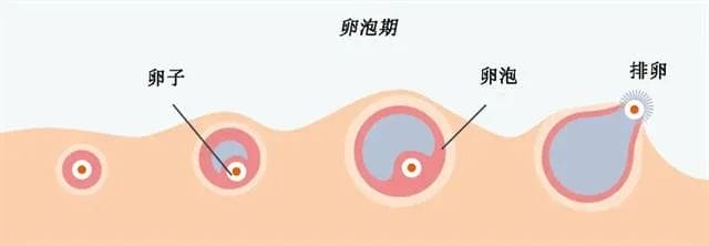 做试管，降低“医源性双胎”率是对医德的考验！