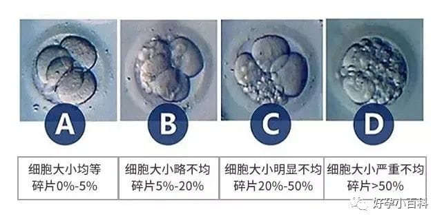 颜值即正义，选对象是，选胚胎也是！！