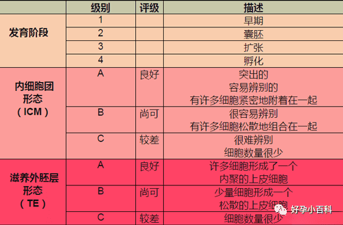 颜值即正义，选对象是，选胚胎也是！！