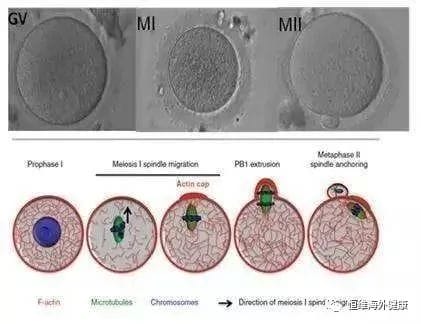 试管冷知识 | 为什么我的卵子这么多，却只配成几个胚胎？