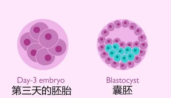 胚胎质量明明就很好，怎么老是移植失败？