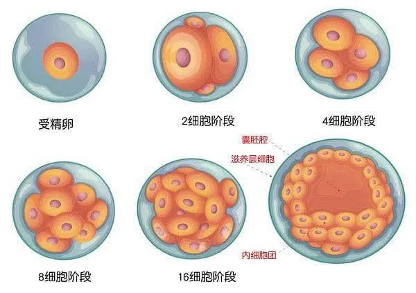 四大措施助力高龄早衰姐妹快速抱娃，了解一下！