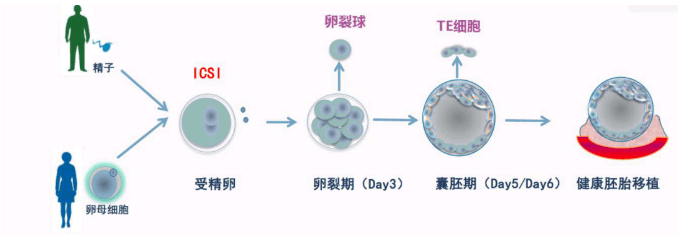 养囊的3大理由！让你不再纠结是否选择囊胚培养