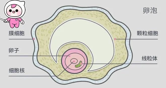 养囊的3大理由！让你不再纠结是否选择囊胚培养