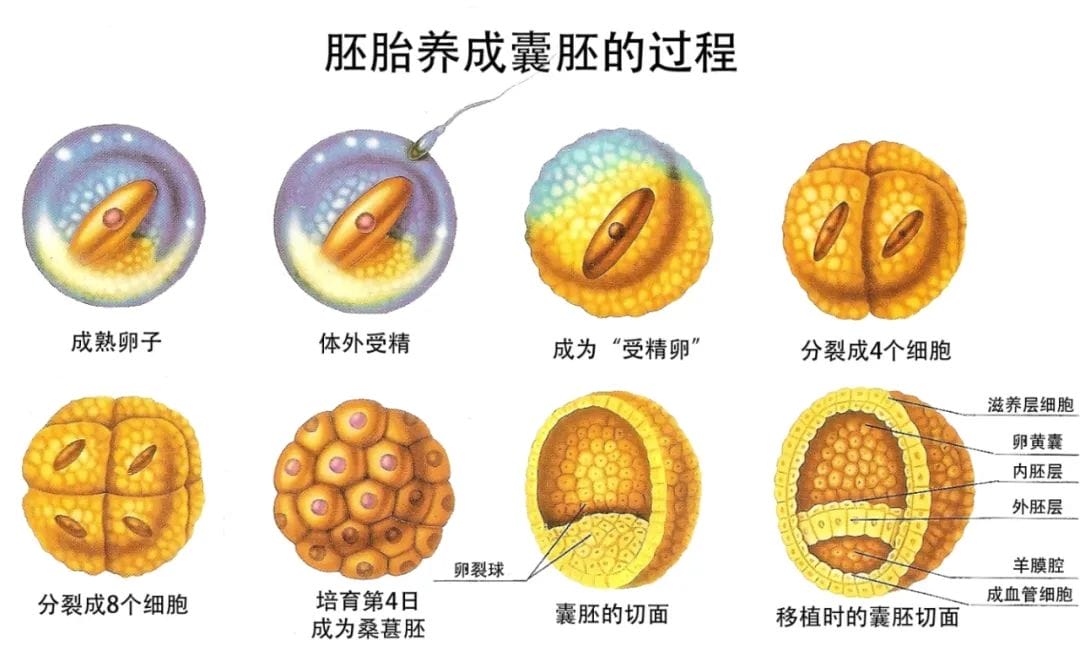 关于胚胎评级看不懂，今天一文解释清楚！