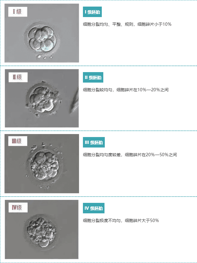 关于胚胎评级看不懂，今天一文解释清楚！