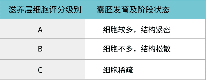 关于胚胎评级看不懂，今天一文解释清楚！