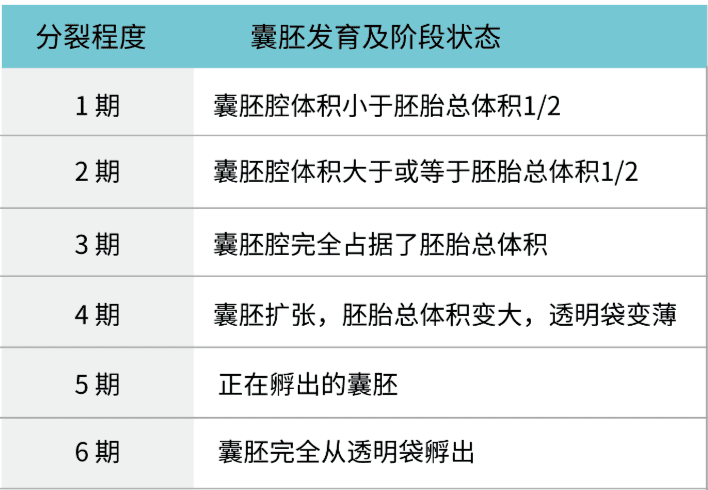 关于胚胎评级看不懂，今天一文解释清楚！