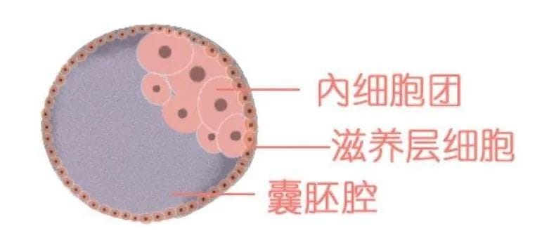 胚胎之间的“拼搏”！到底该不该养囊?