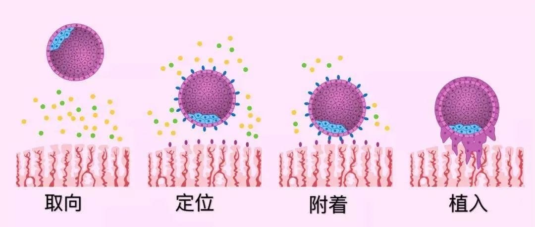 胚胎之间的“拼搏”！到底该不该养囊?