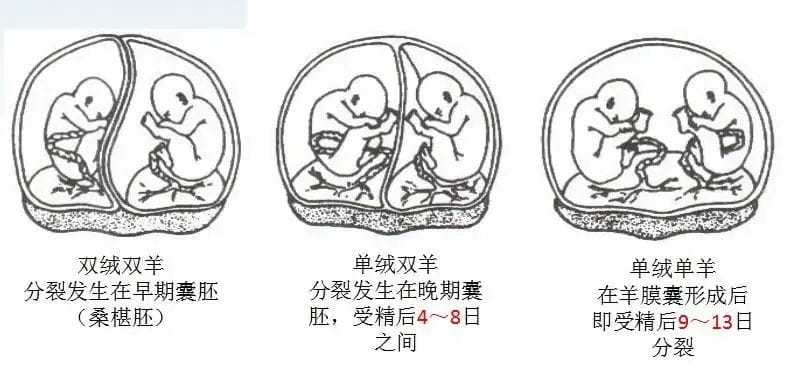 胚胎之间的“拼搏”！到底该不该养囊?