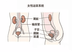 试管移植后的抱娃小技巧，建议收藏！