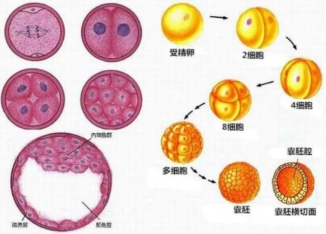 了解试管失败的4种常见情况，带你“突破重围”，迎来好孕！