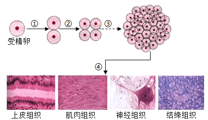 胚胎培养失败，或许和这些因素有关！