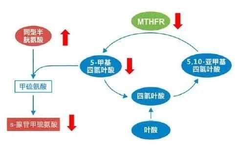 复发性流产患者为什么要查同型半胱氨酸？