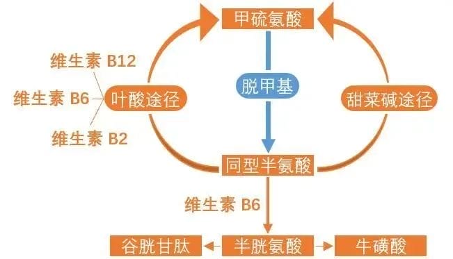 复发性流产患者为什么要查同型半胱氨酸？