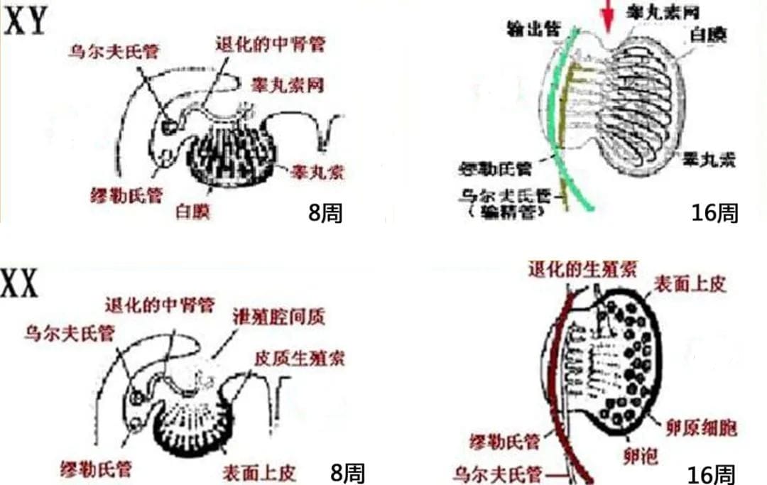 大家都是小仙女，AMH数值凭什么不一样?