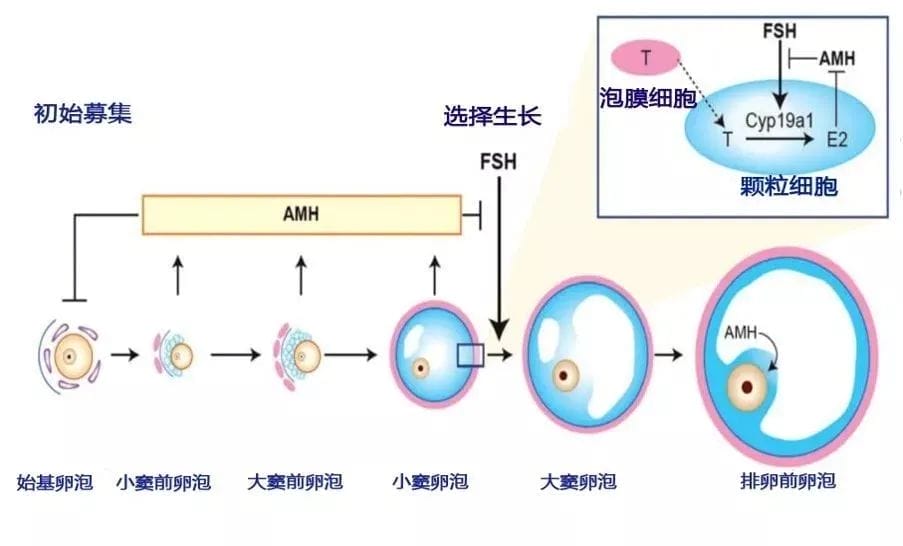 大家都是小仙女，AMH数值凭什么不一样?