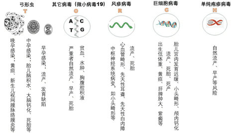 做试管前为什么要查TORCH？