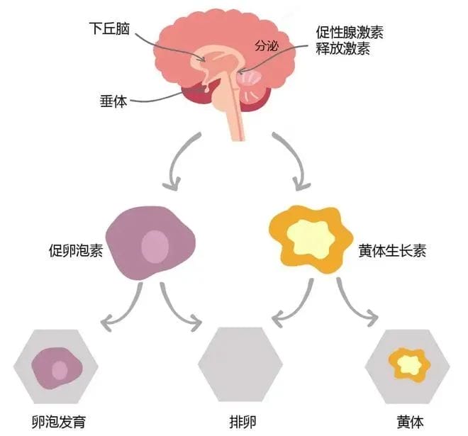 性激素六项单子上这个数值升高，你的卵巢可能老了！