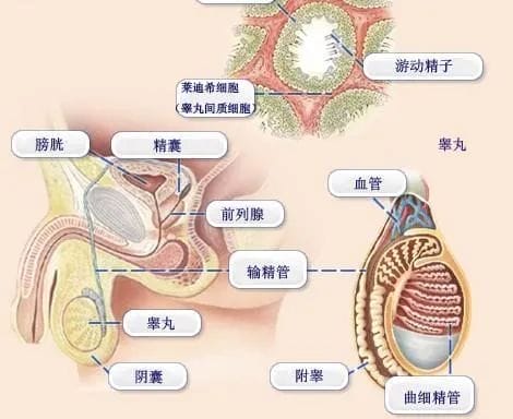 全文总结！关于男性不育那些事儿你必须要知道