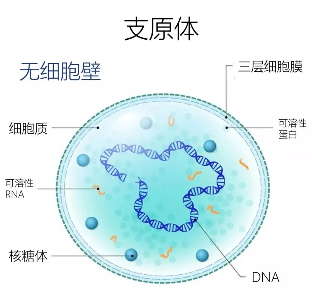 试管助孕期间遭遇支原体? 对付它别太“过分”！