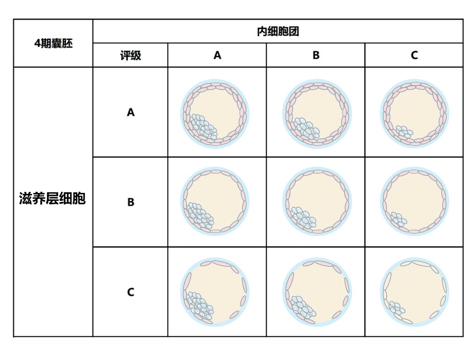 看脸的时代！快来看看胚胎界选美现场