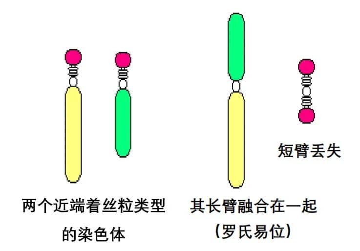 别自责了，反复流产可能是它出现了异常！