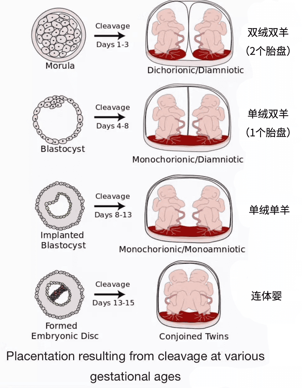 想要双胞胎？先看看你是否属于这3类人群！