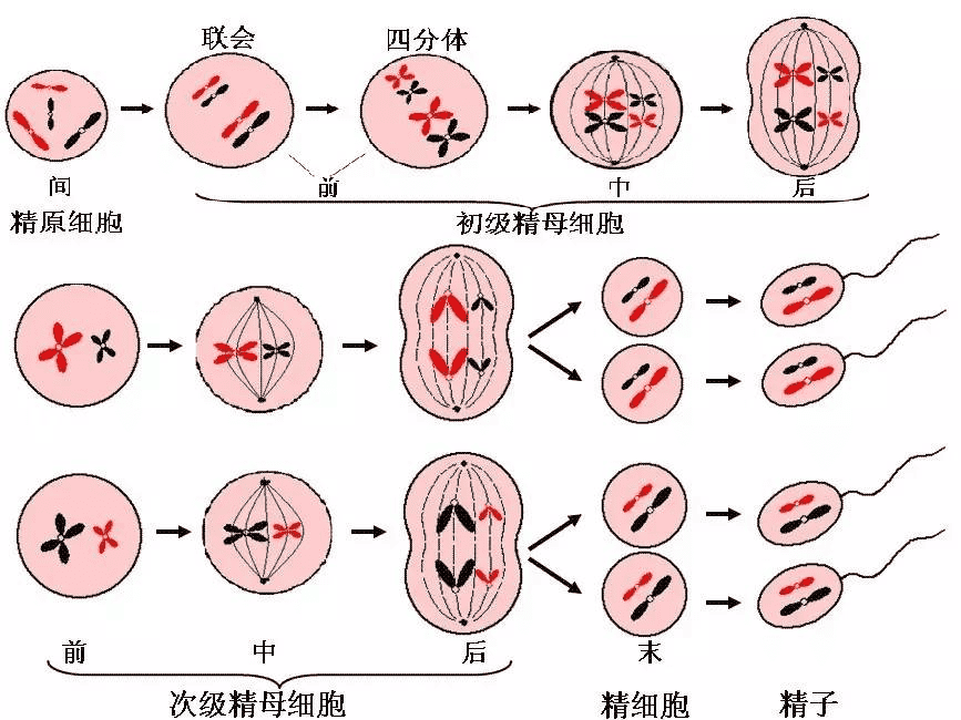 男性年龄大也不好生娃，这些影响你绝对想不到！