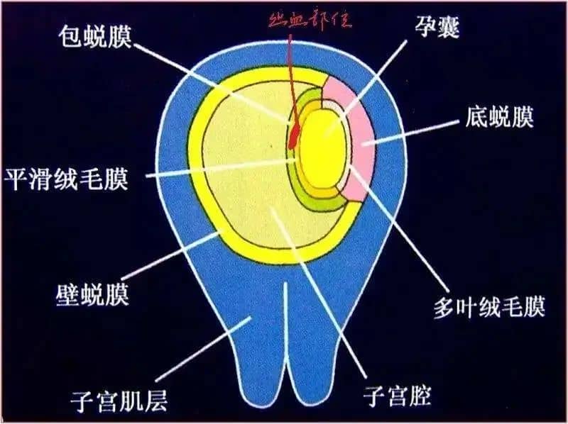 孕早期出血急着保胎？这3种情况值得警惕！