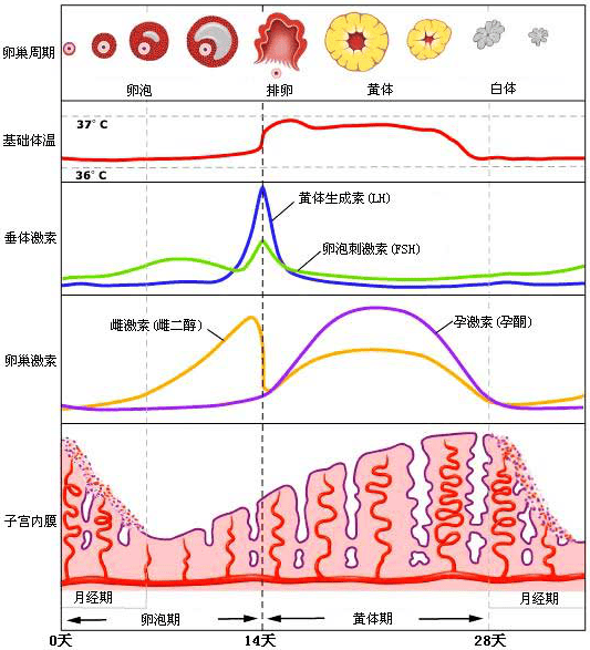 试管移植成功后，为啥要用那么多保胎药？